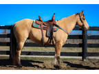 Fancy Dunskin Quarter Horse Gelding, Ranch Ridden, Trail Rides, Arena Work