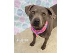 Adopt Mystee a Pit Bull Terrier