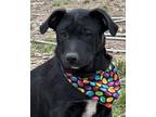 Adopt Saylor a Labrador Retriever, Retriever