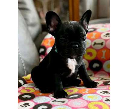 Akc French Bulldog Puppies is a Antiques for Sale in Monroe NC