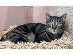 Adopt Rose (Bonded with Leo) **SPONSORED** a Domestic Short Hair