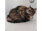 Adopt Madam Fluffy Beans a Domestic Long Hair