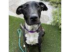 Adopt Florence Lawrence a Mixed Breed
