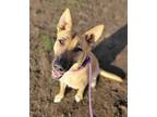 Adopt Maria a German Shepherd Dog