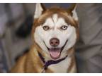 Adopt Ginger Snap a Siberian Husky