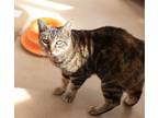 Adopt Mew a Tabby, Domestic Short Hair