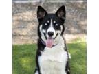 Adopt TH'EYA a Siberian Husky, Alaskan Malamute