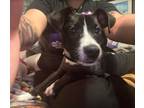 Adopt Ramona a Jack Russell Terrier