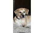 Adopt Regan (R-Litter) a Great Pyrenees, Labrador Retriever