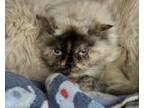 Adopt Celeste a Himalayan