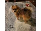 Pomeranian Puppy for sale in Lovington, NM, USA