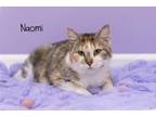 Adopt Naomi a Domestic Short Hair