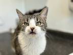 Adopt Twinkle a Domestic Short Hair