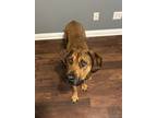 Adopt Sharon a American Staffordshire Terrier, Rottweiler