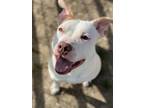 Adopt Suka a Pit Bull Terrier, Mixed Breed