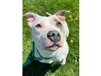 Adopt Moe Moe a Pit Bull Terrier, Mixed Breed