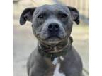 Adopt Zena a Pit Bull Terrier, American Staffordshire Terrier
