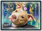 Adopt Izzy a Staffordshire Bull Terrier