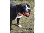 Adopt Thelma a Staffordshire Bull Terrier