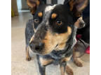 Adopt equinox a Australian Cattle Dog / Blue Heeler