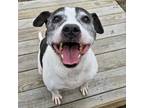 Adopt Calypso a Pit Bull Terrier