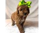 Mutt Puppy for sale in Kissimmee, FL, USA