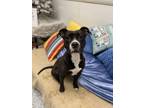 Adopt SEVILLE a Boxer, Mixed Breed