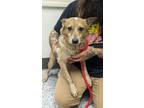 Adopt TRACEY a Australian Cattle Dog / Blue Heeler, Mixed Breed