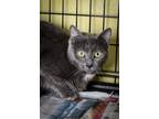 Adopt Moo a Russian Blue