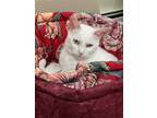 Adopt Willow a Domestic Short Hair