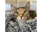 Adopt Jubilee a Domestic Short Hair, Calico