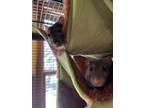Adopt Sweet Pea & Brussel Sprout a Rat