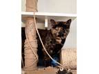 Adopt Lola a Domestic Short Hair, Tortoiseshell