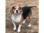 Adopt Darla a Beagle