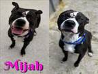 Adopt MIJAH a Pit Bull Terrier, Mixed Breed