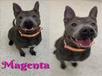 Adopt MAGENTA a Chow Chow, Pit Bull Terrier