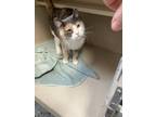 Adopt Faith a Domestic Short Hair