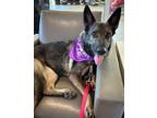 Adopt Ruckus a German Shepherd Dog