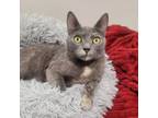 Adopt Heather a Dilute Tortoiseshell