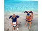 Adopt Mia and Lily! a Boxer