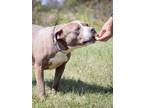 Adopt Precious a Pit Bull Terrier, Mixed Breed