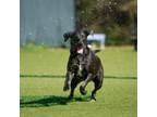 Adopt Ruby a Labrador Retriever, Mixed Breed