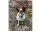 Adopt VA/Sadie a Brittany Spaniel