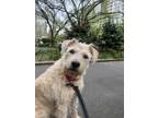 Adopt ARYA a Goldendoodle, Terrier