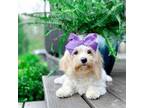 Cavachon Puppy for sale in Statesville, NC, USA