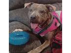 Adopt Dez a Pit Bull Terrier, Mixed Breed