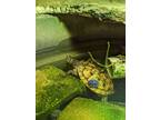 Adopt Rosy a Turtle