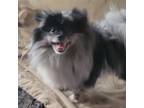 Pomeranian Puppy for sale in Oakville, WA, USA