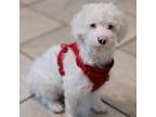 Adopt Blanca a Cavalier King Charles Spaniel, Poodle