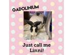 Adopt Gadolinium a American